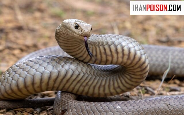 مار در حیاط نشانه چیست؟