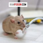 موش از کجا می‌آید؟|چرا موش وارد خانه می‌شود؟