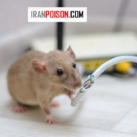 موش از کجا می‌آید؟|چرا موش وارد خانه می‌شود؟