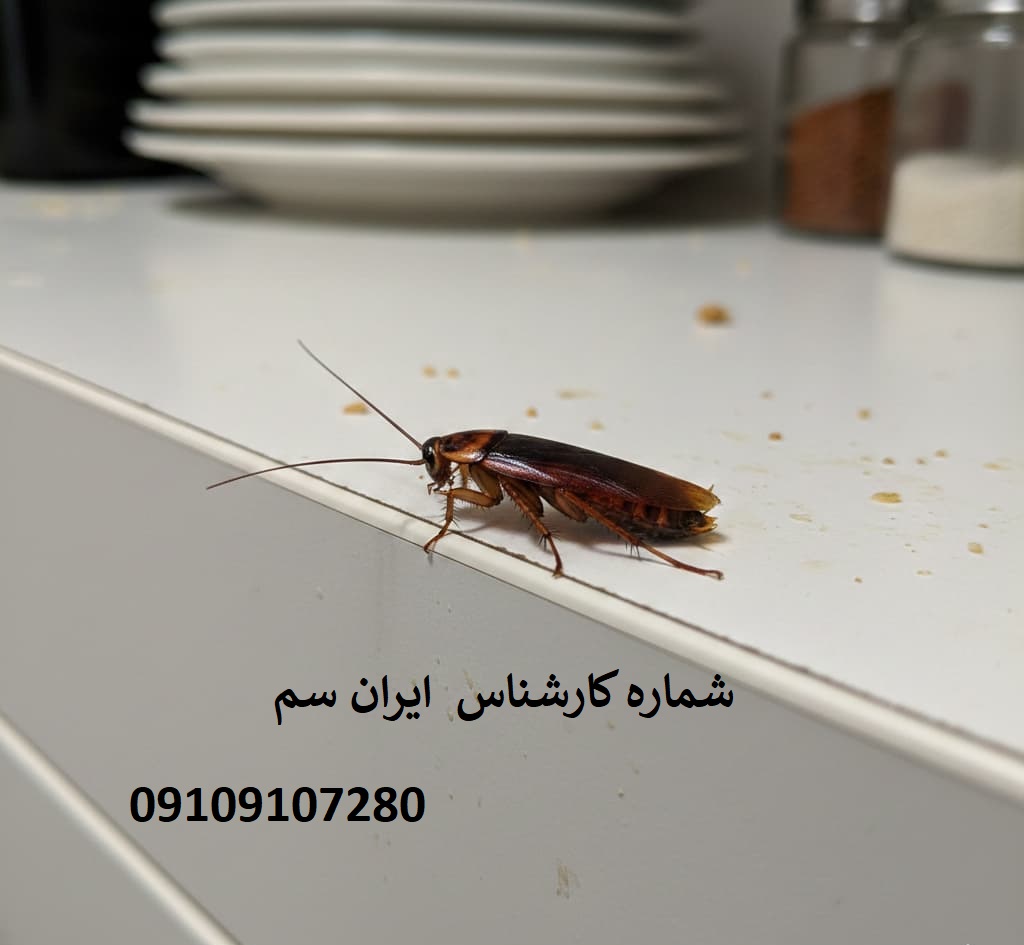 خاستگاه اصلی سوسک آمریکایی