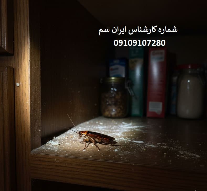 سوسک آمریکایی دقیقاً چیست؟