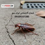 سوسک آمریکایی از کجا می‌آید؟