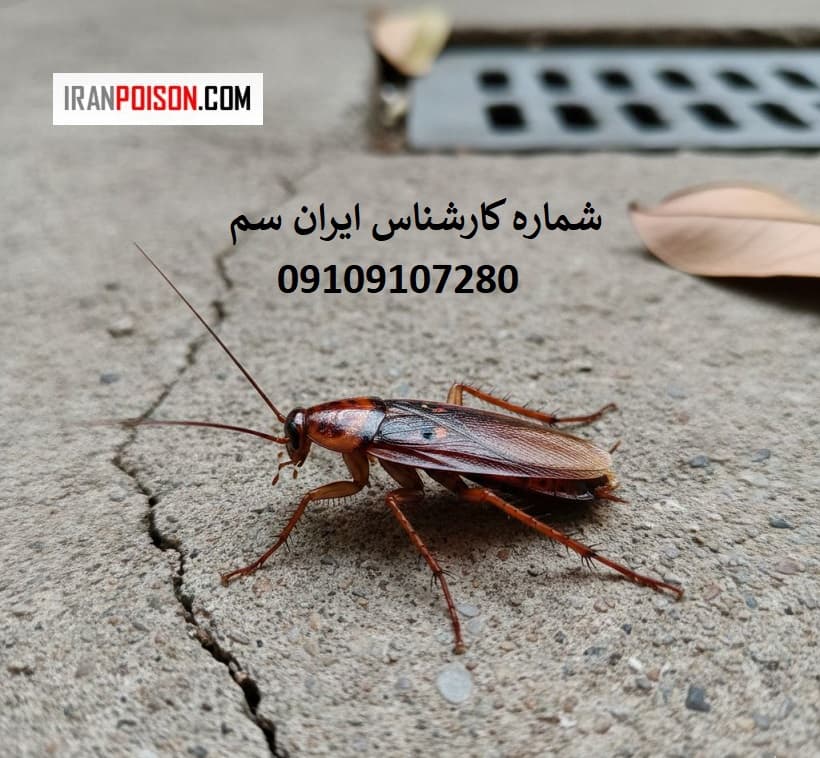 آیا سوسک آمریکایی خطرناک است؟