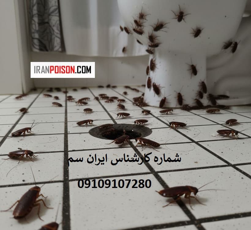 معرفی مهمترین سوسک کش اصل بایر آلمان