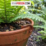 بهترین سم برای کشتن هزارپا در گلدان
