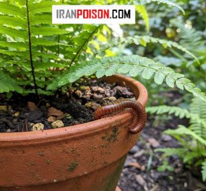 بهترین سم برای کشتن هزارپا در گلدان