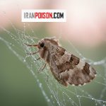 بیدقناری و نحوه از بین بردن بید قناری