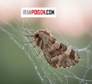 بررسی بید فرش یا همان بید کاغذی