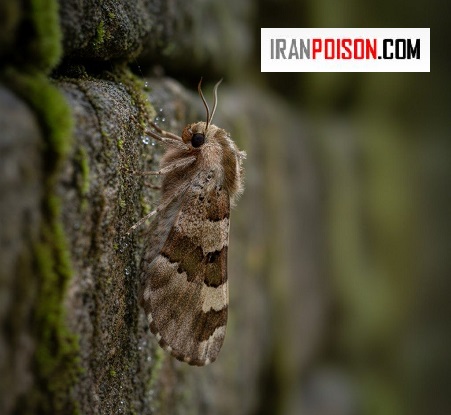 از کجا بفهمیم بید داریم؟