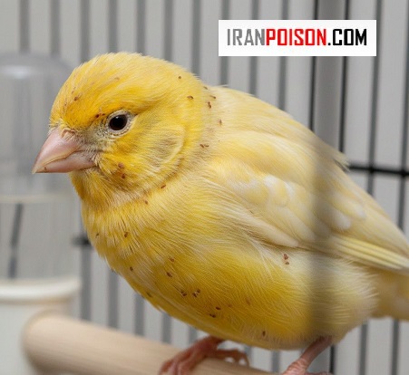 شپشک چیست و چگونه به قناری منتقل میشود؟