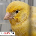 بررسی بید قناری(شپشک در قناری) و درمان خانگی