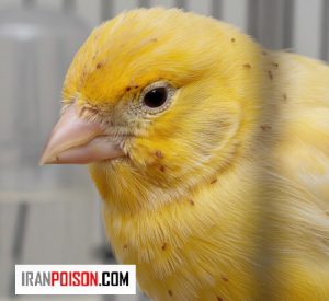 بررسی بید قناری(شپشک در قناری) و درمان خانگی