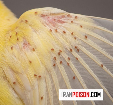 درمان خانگی ایمن شپشک