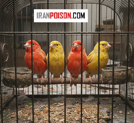 درمان بیدقناری