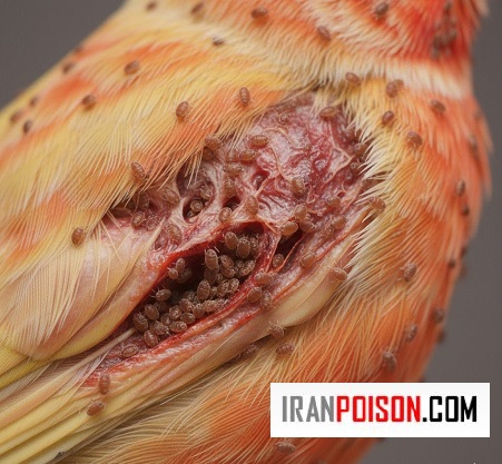 قارچهای پوستی در قناری