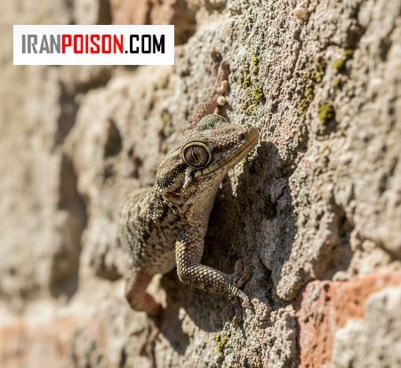 مارمولک چیست و چرا وارد خانه میشود؟