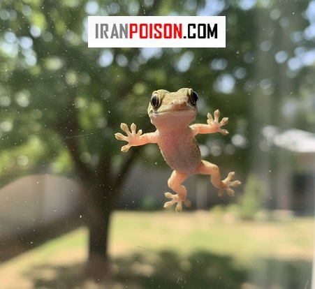 معرفی بهترین و قویترین سموم مارمولک