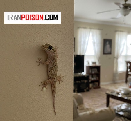 خطر مارمولک برای کودکان و افراد حساس