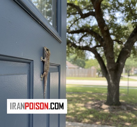 خطر آلودگی غذا و آشپزخانه از مارمولک