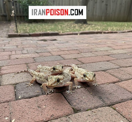 اشتباهات رایج درباره مارمولک