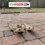 خطرات مارمولک در خانه