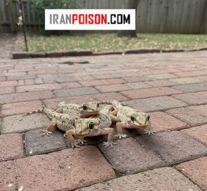 خطرات مارمولک در خانه