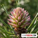 قلمه زدن گل کاج