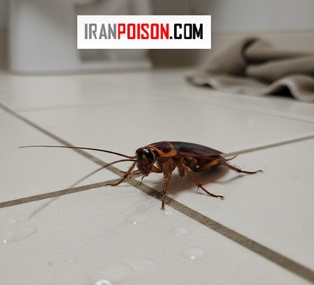 تفاوتهای اصلی سوسری ها در این چهار گونه