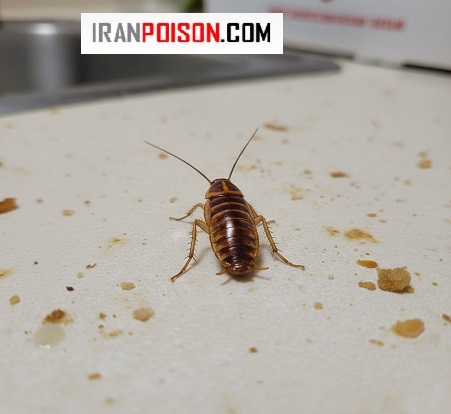 سوسری آمریکایی – بزرگ و نسبتاً ترسناک