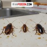 انواع سوسری ها در خانه