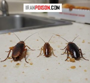 انواع سوسری ها در خانه