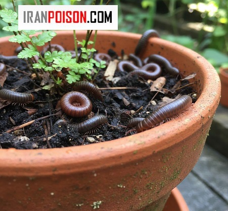 نابودی حشره هزارپا