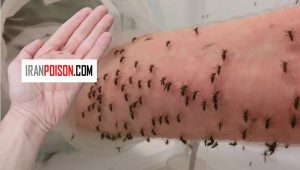 بهترین روشهای دفع پشه از ویلا و باغ
