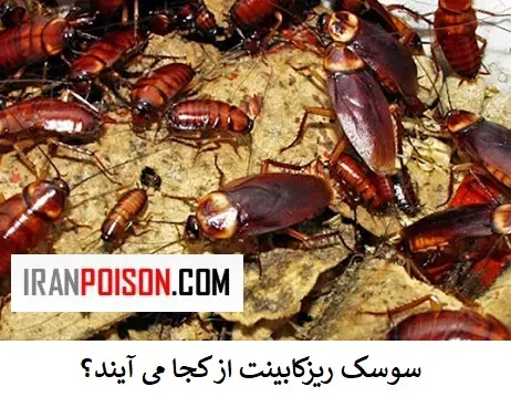 جلوگیری از ورود سوسک ها-ایران سم