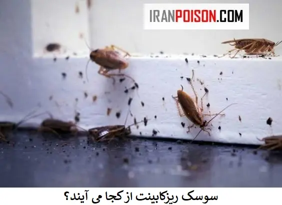 نشانه های وجود سوسک-ایران سم
