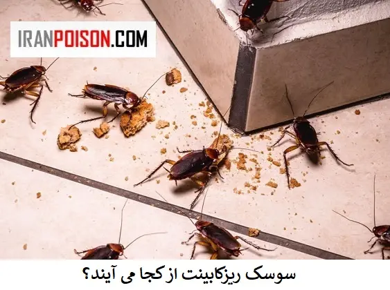 سوسک کابینت-ایران سم