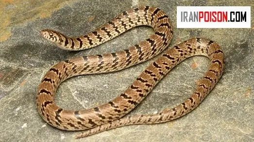 خطر وجود مار در باغ و ویلا