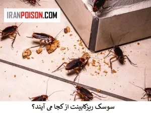 سوسک ریزکابینت از کجا می آیند؟