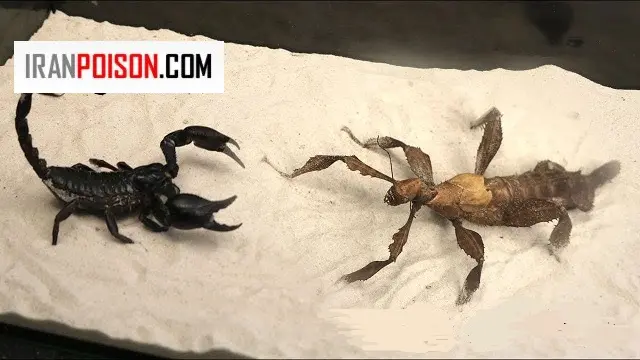 عقربها کجا زندگی میکنند؟- ایران سم