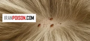 چرا شناخت چرخه زندگی کک مهم است؟