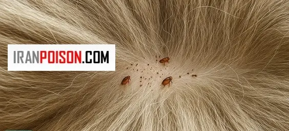 چرا شناخت چرخه زندگی کک مهم است؟