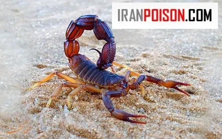 دفع عقرب سیاه از خانه