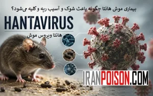 بیماری موش هانتا چگونه باعث شوک و آسیب ریه و کلیه میشود؟