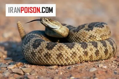جلوگیری از ورود مار به باغ