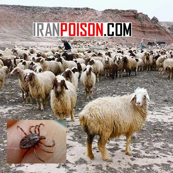 روشهای مدیریتی و پیشگیری از کنه- ایران سم