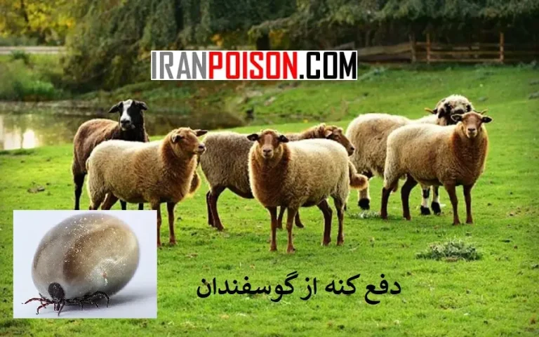 دفع کنه از گوسفندان