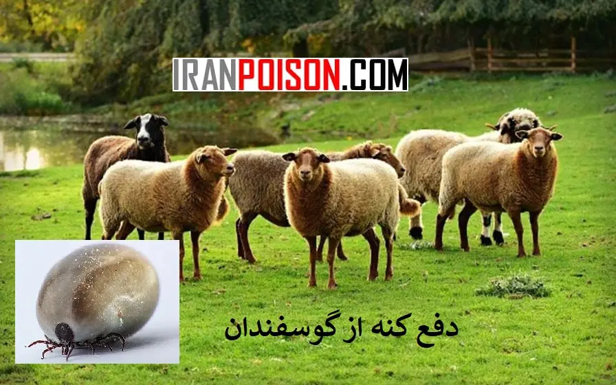 دفع کنه از گوسفندان