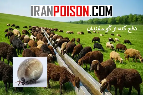 نشانههای وجود کنه در گله- ایران سم