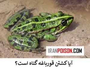 آیا کشتن قورباغه گناه است؟