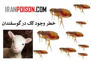 خطر وجود کک در گوسفندان